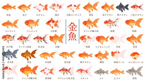 金魚品種|金魚の世界 